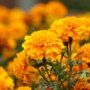 El significado energético y espiritual de la flor de cempasúchil